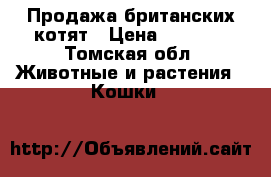 Продажа британских котят › Цена ­ 1 000 - Томская обл. Животные и растения » Кошки   